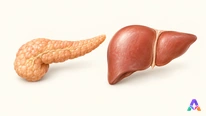 Du message hormonal à la réponse du foie